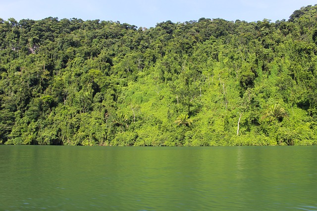 jezero u lesa