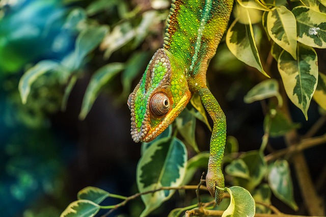 chameleón na větvičce