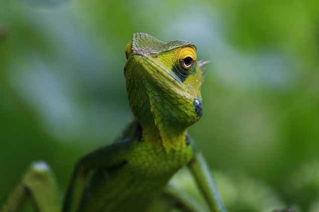 zelený chameleón