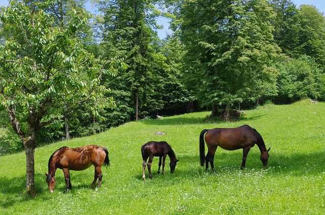 Koně na pastvě